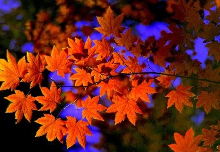 MAPLE LEAVES - branch, autumn, forest, maple, sky, leaves