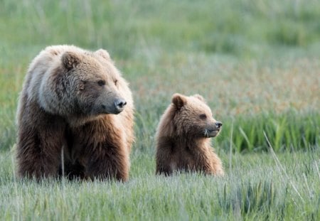 *** Bears *** - mis, ladowe, misie, zwierzeta