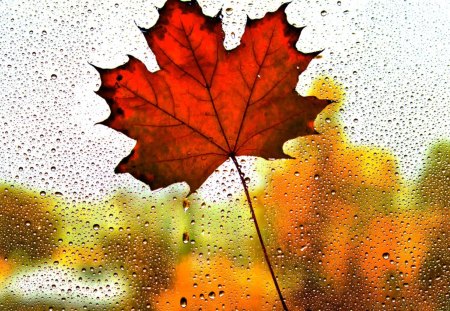 MAPLE in the RAIN - fall, macro, glass, rain, drop, leaf