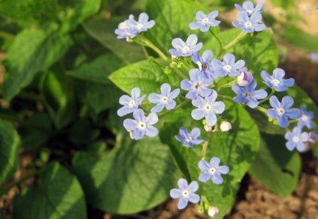 Never Forgotten - nature, pretty, forget-me-not, flowers, plants