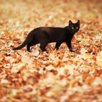 autumn kitty