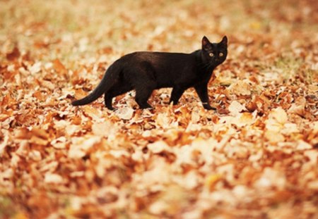 autumn kitty - fall leaves, black kitty, backyaed, autumn