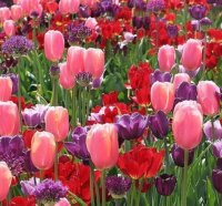 Field of Tulips