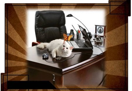 MESSAGE RECEIVED AND UNDERSTOOD. - white, office, desk, cat