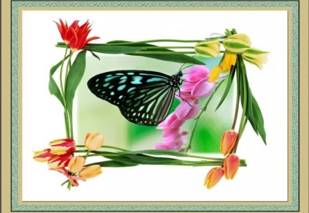 BIRTHDAY WISHES FOR MONARCH-2012. - butterfly, outer edging, framed, floral border