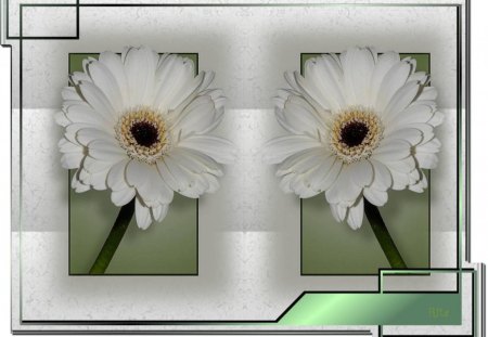 SIMPLICITY! - white, daisies, mirror immage, framed