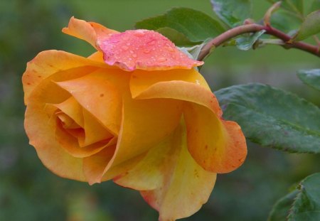 THE ORANGE ROSE - beautiful, garden, rose, orange, plant