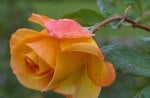 THE ORANGE ROSE