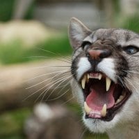 MAD COUGAR