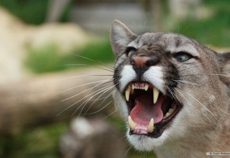 MAD COUGAR - mad, wild cat, teeth, mammal, cougar, cat, big cat