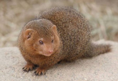 DWARF MONGOOSE - mongoose, dwarf, brown, cute, wild