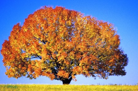 Nature's Beauty - beauty, nature, autumn, colour, maple, tree, leaf