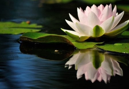 * Water tenderness * - water lili, lotus, tenderness, water, beautiful, petals, leaves, soft, lake