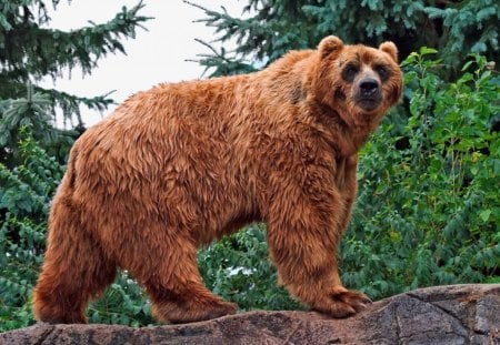 forest bear - big, brow, bear, wild