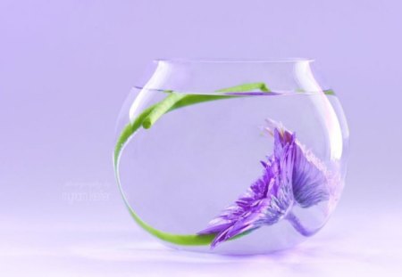 purple - flower, water, purple, green