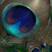 Peacock Feathers