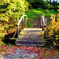 Bridge in autumn forest