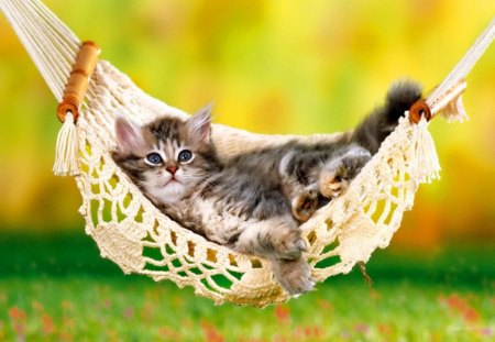 One lazy day - cat, adorable, fluffy, hammock, kitty, kitten, nature, green, sweet, grass, cute