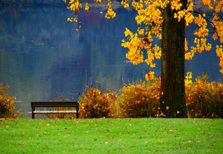 Have a seat - nice, lakeshore, autumn, riverbank, greenery, pleasant, foliage, fall, pretty, reflection, walk, river, green, sunny, tree, grass, relax, sit, branches, lake, falling, seat, summer, shore, lovely, bushes, nature, beautiful, rest, leaves