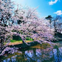 Cherry Blossom Trees