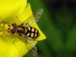 Hoverfly