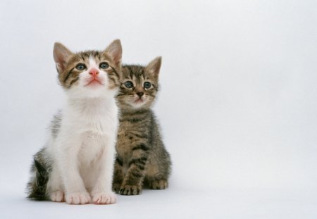 Cats - animal, cute, kitten, pet, cat