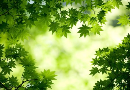 Green leaves - forest, nature, green, leaves