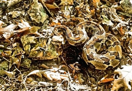 Don't tread on me - rattle snake, hobbs estate, woods, hiking