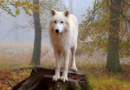 Proud White Wolf - proud, white, wolf, forest, animals