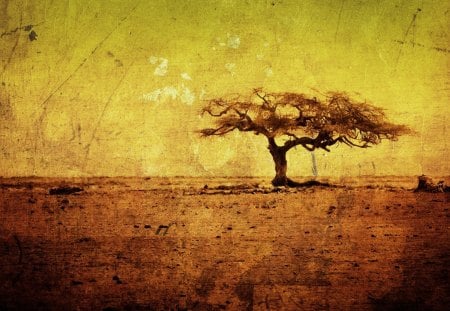 Tree - yelow, tree, washed, old