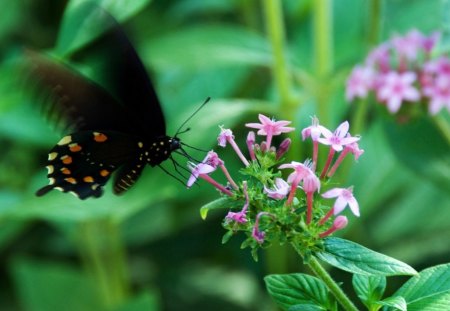 MOVEMENT - flowers, motion, green, wings, gardens, butterflies, leaves