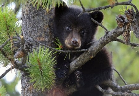 SILLY OLD BEAR - pines, forests, trees, canada, juveniles, babies, cubs, bears