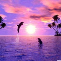 Frolicking Dolphins