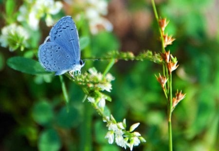 DELICATE BEAUTY - blue, wings, flowers, gardens, plants, butterflies