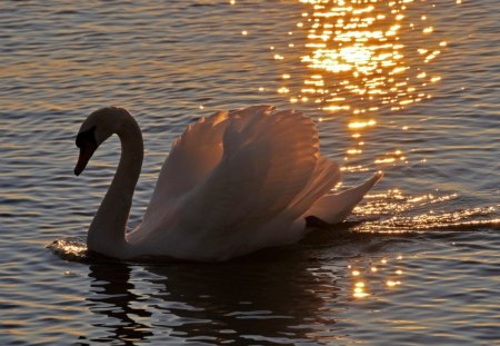 *** Beautiful swan and sunset *** - labedzie, ptaki, zwierzeta, jezioro