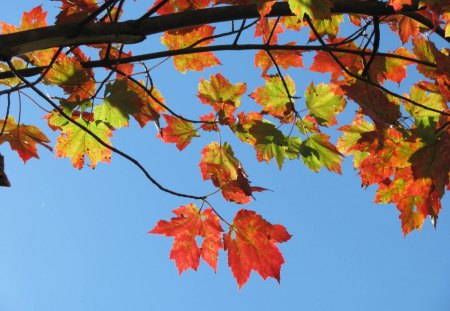 Autumn Color Of Sunshine - fall, nature, autumn, sunshine, color, leaves