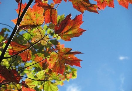 Autumn Sky - fall, nature, autumn, sunshine, sky, leaves