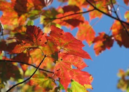 Canopy Of Fall Color - fall, color octotber, branches, nature, autumn, leaves