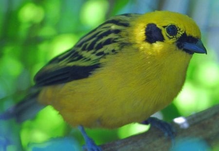 Well-Fed Bird - yellow, animal, trees, bird