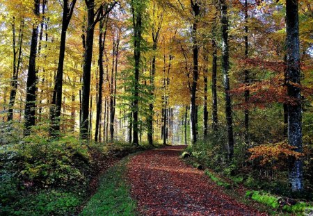 *** The road through the forest *** - drzewa, las, droga, natura