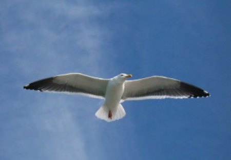 Soaring Seagull - animal, sky, seagull, bird