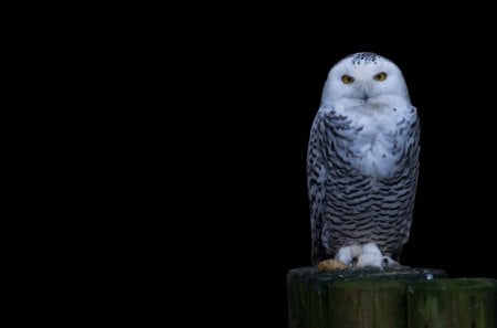 *** Snowy owl *** - sowa, ptaki, zwierzeta, sniezna