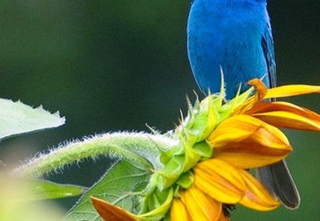 A Cute Blue Bird - nice, cute, bird, blue