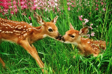 *** Small deer on the meadow *** - ladowe, laka, zwierzeta, sarenki, male