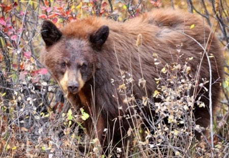 *** Grizzly Bears *** - zwierzeta, ladowe, grizzly, niedzwiedz