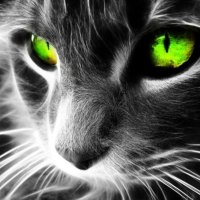 Black cat