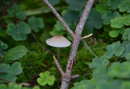 A little man - clover, forest, little, leaves, mushroom, branch, man, grass