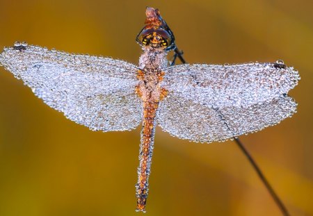 Diamonds - diamonds, dragonfly, wings, wet, dew