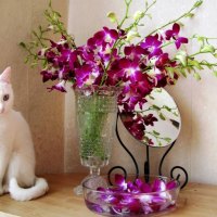 Kitty & Flowers