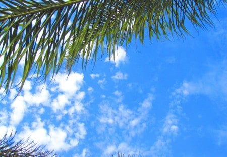 plam branch and sky - palm, palm leaves, blue, white, sky, tropics, clouds, branch, green